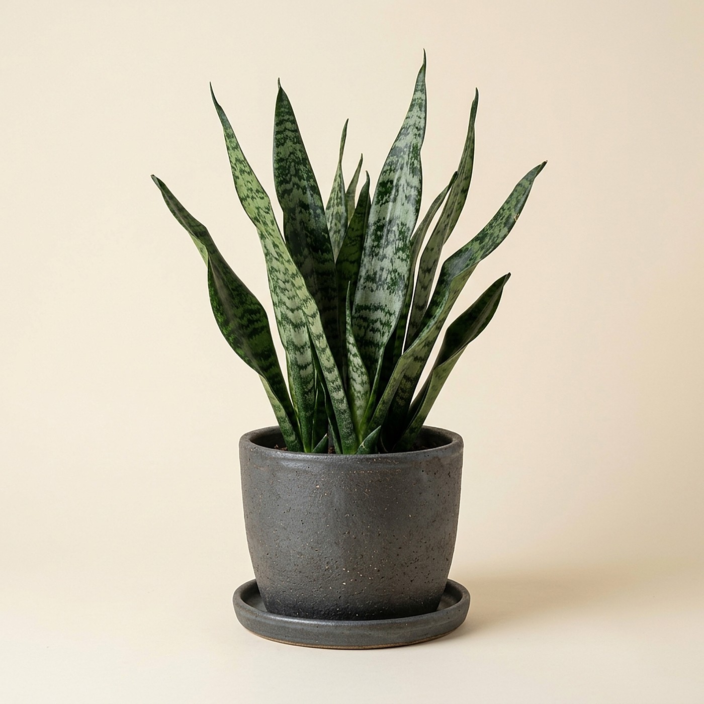 Snake plant